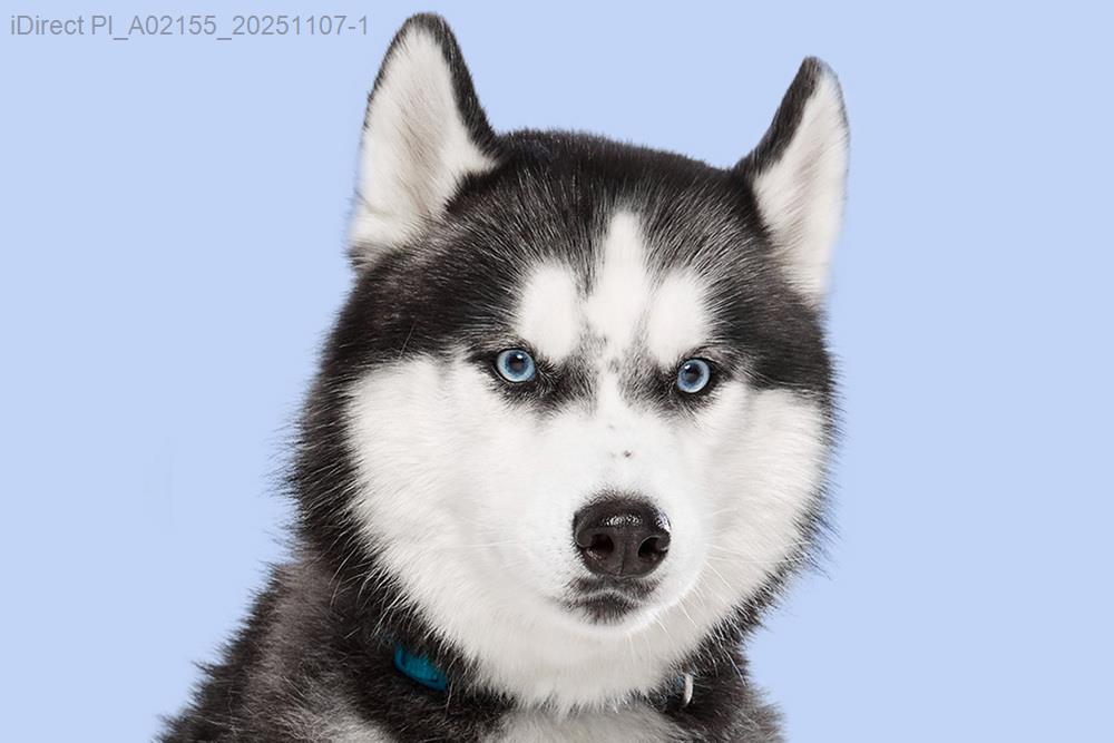 「寵物主必看！台灣毛孩照護用品價格比較，挑選高CP值商品大公開」示意圖